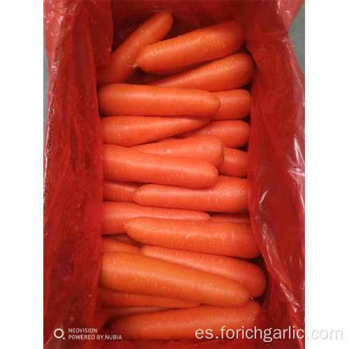 Cosecha 2019 Zanahoria fresca Buena calidad